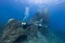 SUBEA - Eu 42-43 Scd 500 Scuba Diving Fins, Deep Navy Blue