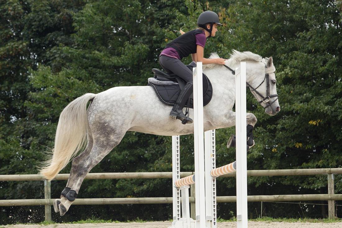 واقي ظهر مرن لركوب الخيل للكبار والأطفال، أسود، مقاس L, , large image number 5