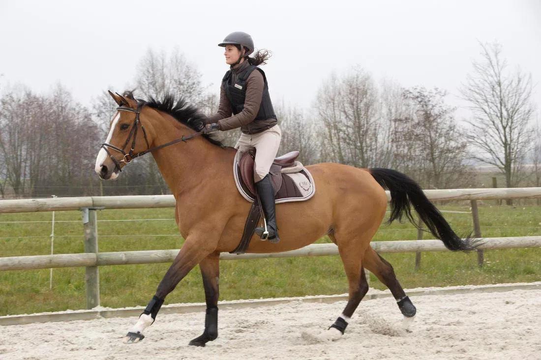 Adult Horse Riding Synthetic Half Chaps Classic, Black, No Color, large image number 14