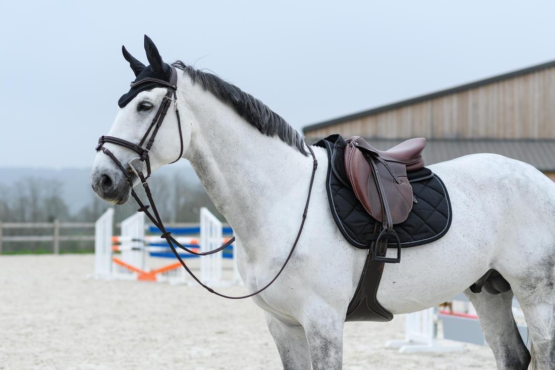Horse Riding Ear Net, black, No Color, large image number 4