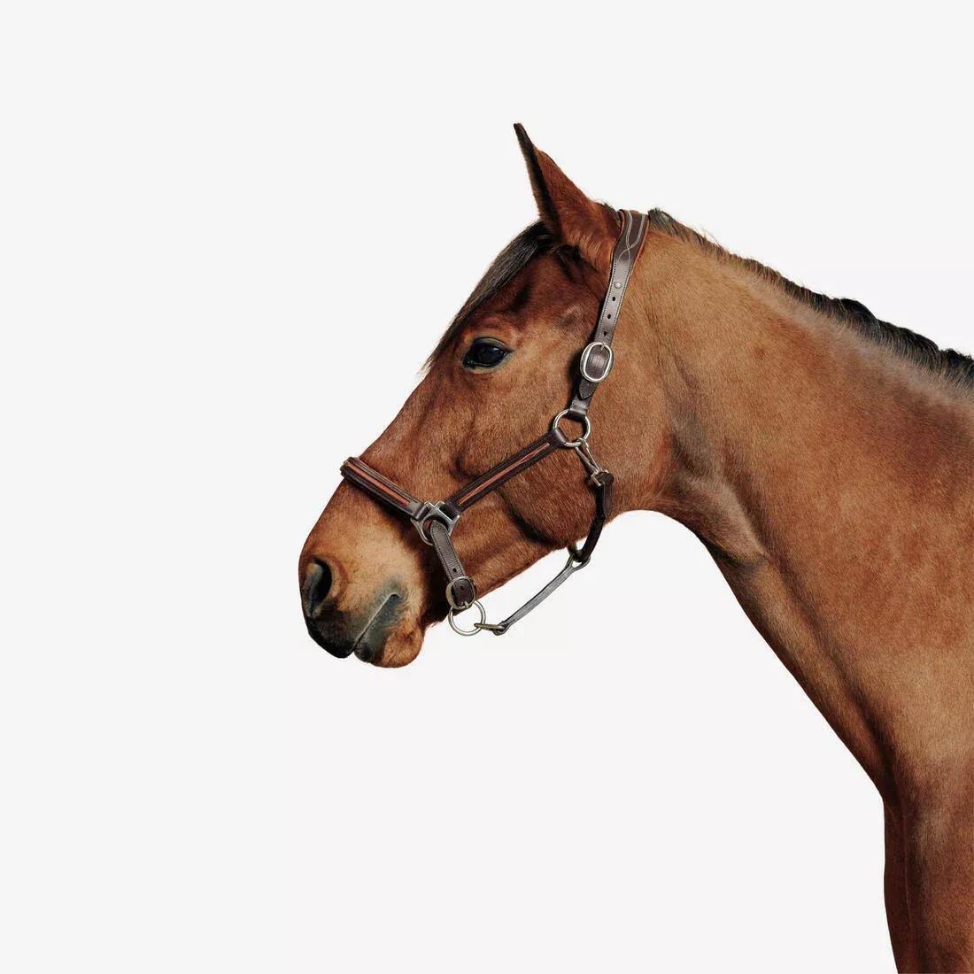 Horse Riding Leather Halter For Horse And Pony - 900, Brown, No Color, large image number 0