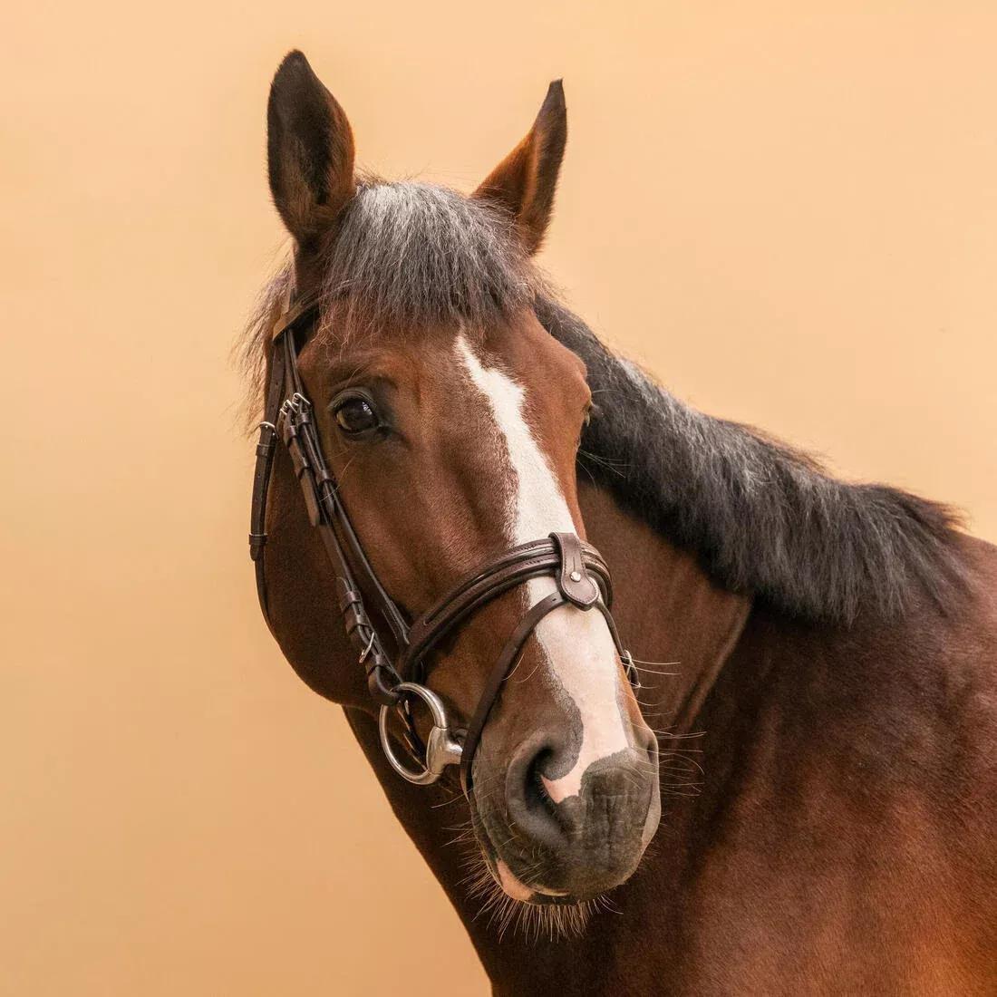 Horse & Pony Riding Leather French Noseband Bridle - 580 Glossy, Brown, No Color, medium