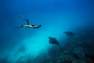 SUBEA - Scd 500 Scuba Diving Fins, Deep Navy Blue
