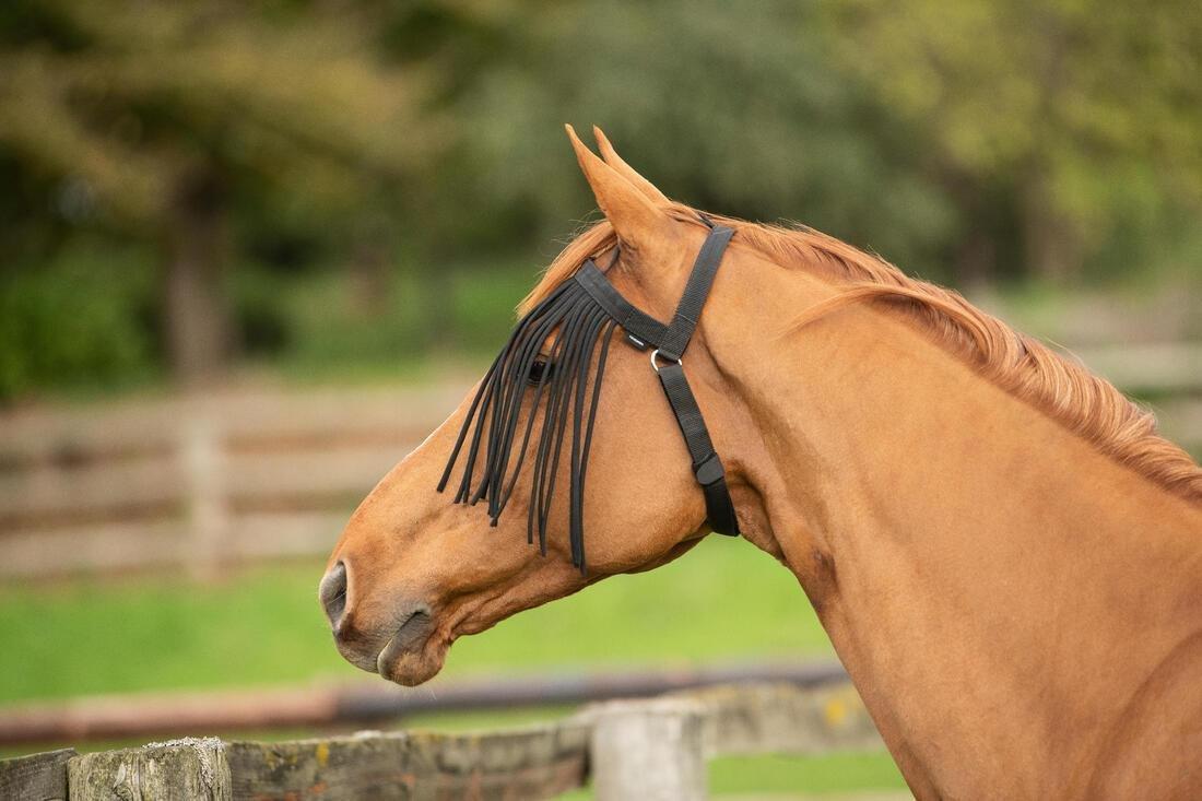 BLACK Horse Riding Pasture Fly Fringe for Pony, No Color, large image number 9