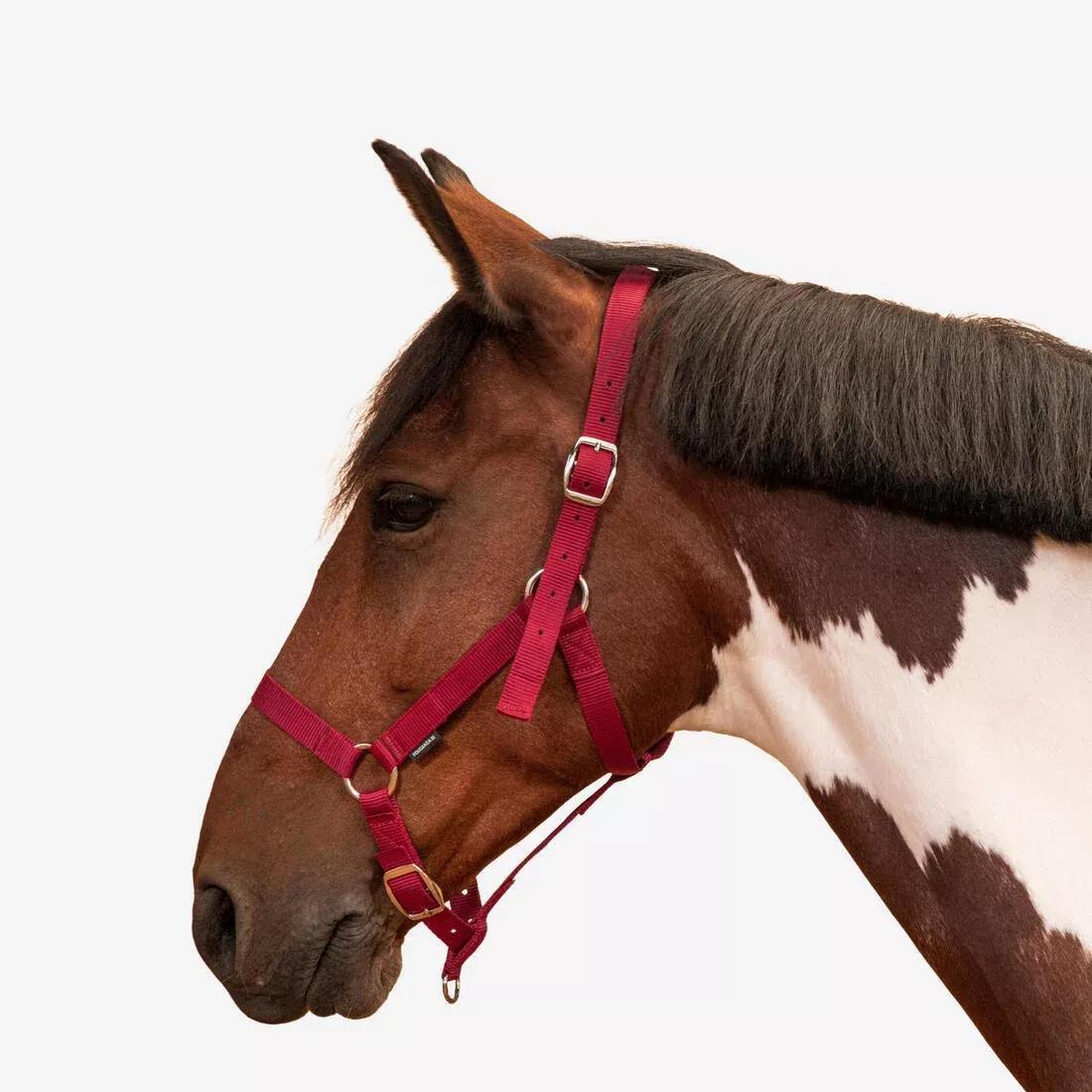 FOUGANZA--NEW SCHOOLING HALTER RASPBERRY 2023, , large image number 0