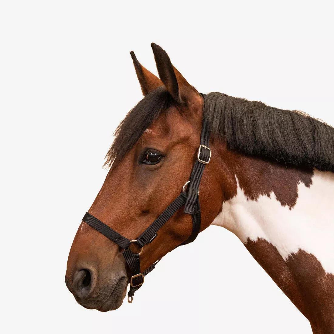 FOUGANZA--NEW SCHOOLING HALTER RASPBERRY 2023, , large image number 1