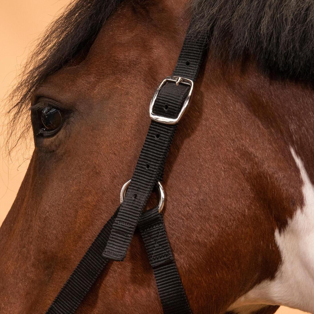 FOUGANZA--NEW SCHOOLING HALTER RASPBERRY 2023, , large image number 2