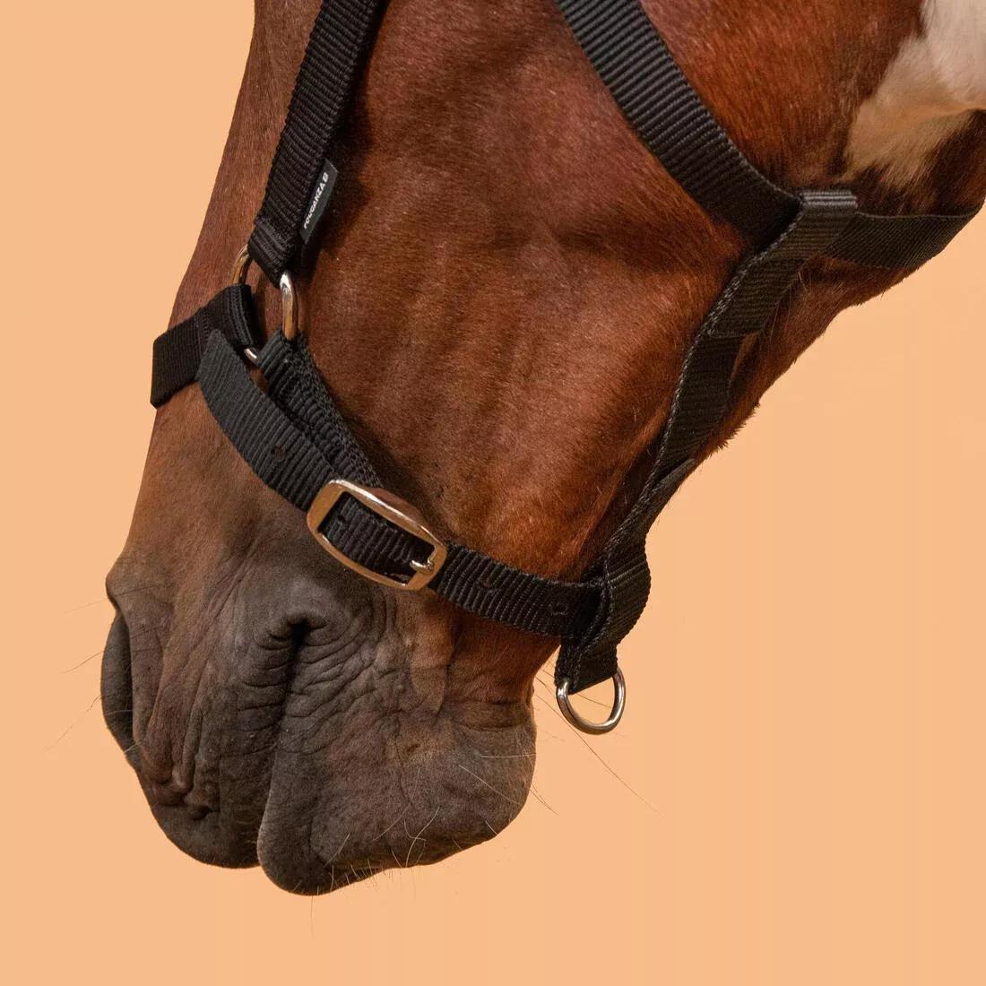 FOUGANZA--NEW SCHOOLING HALTER RASPBERRY 2023, , large image number 3