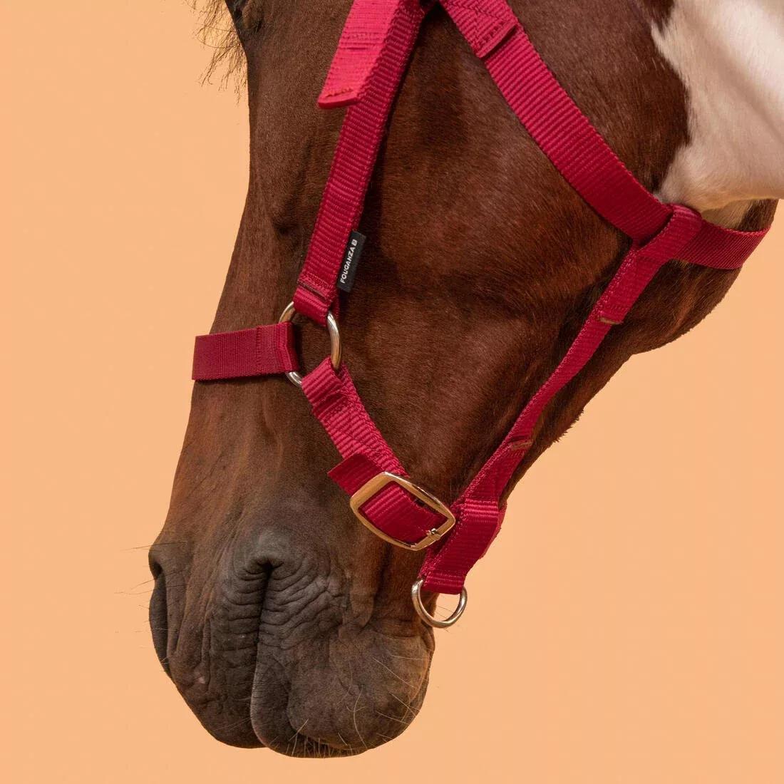 FOUGANZA--NEW SCHOOLING HALTER RASPBERRY 2023, , large image number 6