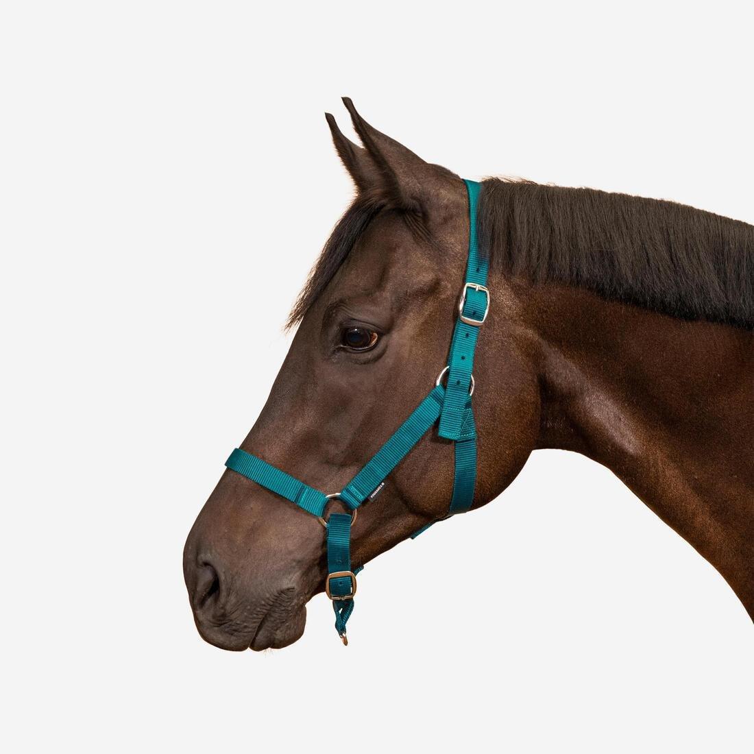 FOUGANZA--NEW SCHOOLING HALTER RASPBERRY 2023, , large image number 7