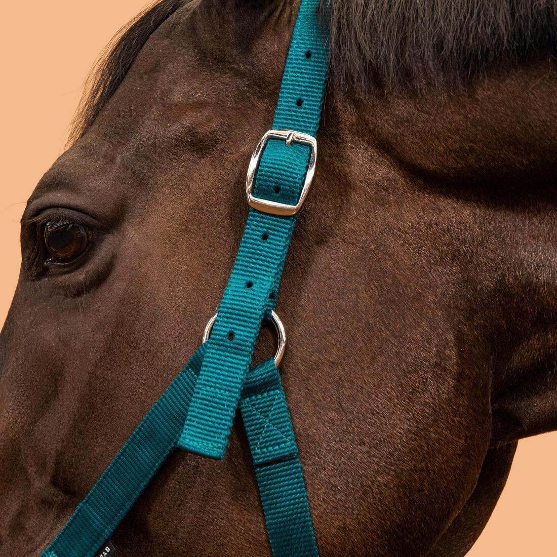 FOUGANZA--NEW SCHOOLING HALTER RASPBERRY 2023, , large image number 8
