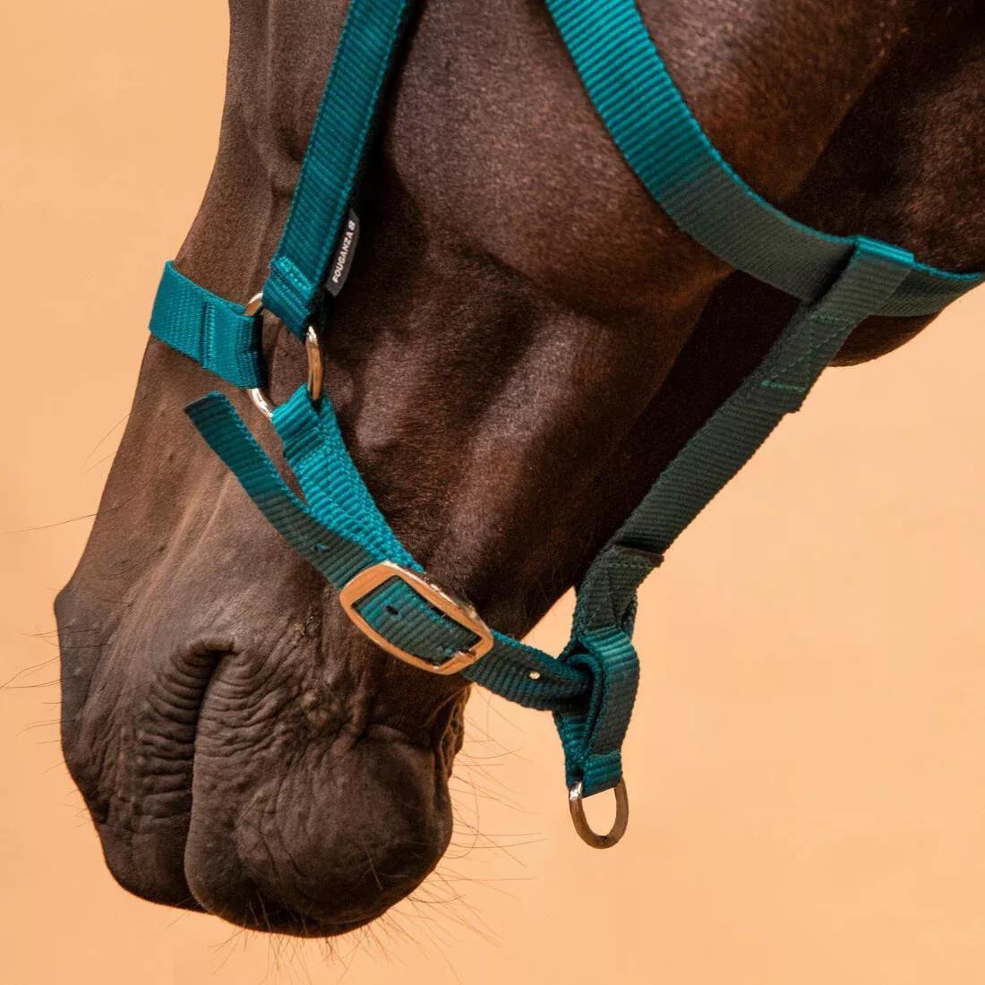 FOUGANZA--NEW SCHOOLING HALTER RASPBERRY 2023, , large image number 9