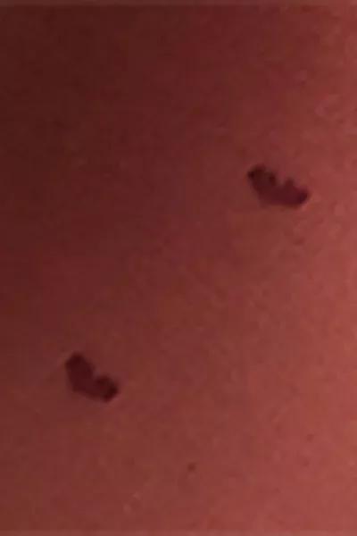 30 Denier Heart Embroidery Sheer Tights, Burgundy, Grape, large image number 3