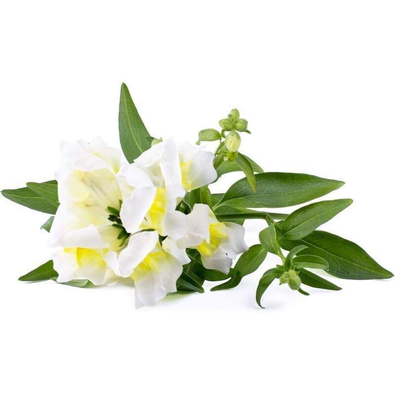 Click & Grow Plant Pod White Snapdragon (Pack of 3), , large image number 1