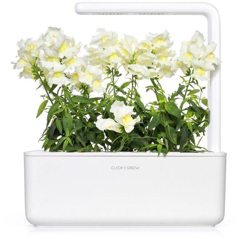 Click & Grow Plant Pod White Snapdragon (Pack of 3), , large image number 2