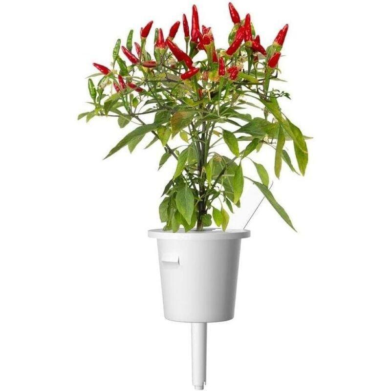 Click & Grow Plant Pod Piri Piri Chili (Pack of 3), , large image number 1