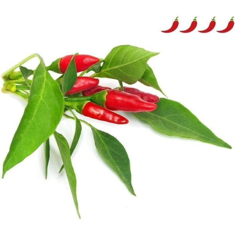 Click & Grow Plant Pod Piri Piri Chili (Pack of 3), , medium