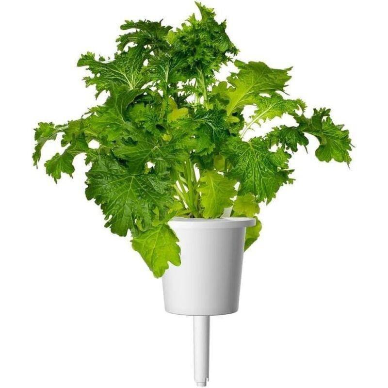 Click & Grow Wasabi Mustard Plant Pod (Pack of 3), , large image number 2
