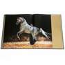 ASSOULINE UK - Arabian Horses | Judith E. Forbis