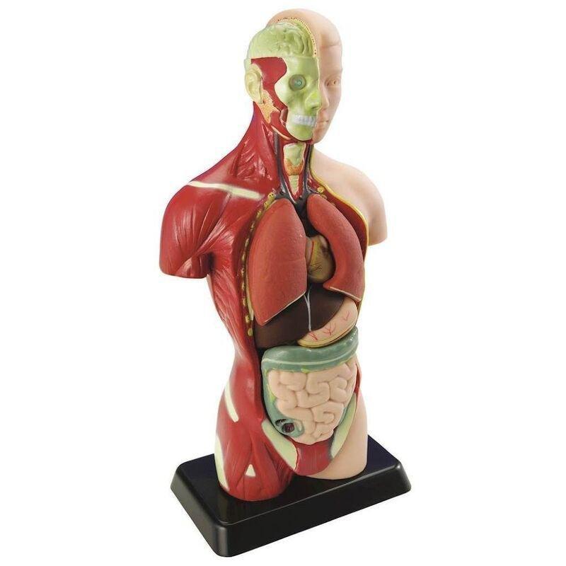 Edu Toys Human Anatomy Model, , large image number 0