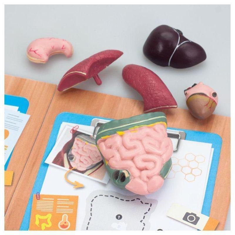 Edu Toys Human Anatomy Model, , large image number 1
