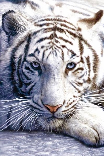 PYRAMID POSTERS - White Tiger Maxi Poster (61 x 91.5 cm)