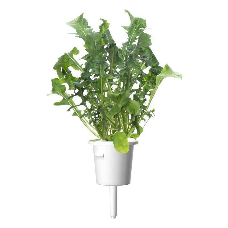 Click & Grow Plant Pods Arugula, , large image number 1