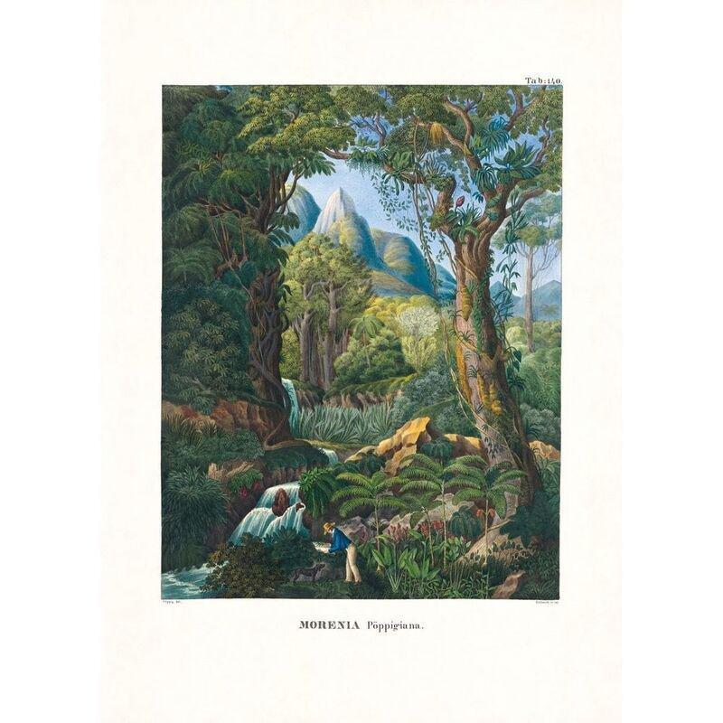 Martius. The Book of Palms | H. Walter Lack, , large image number 2