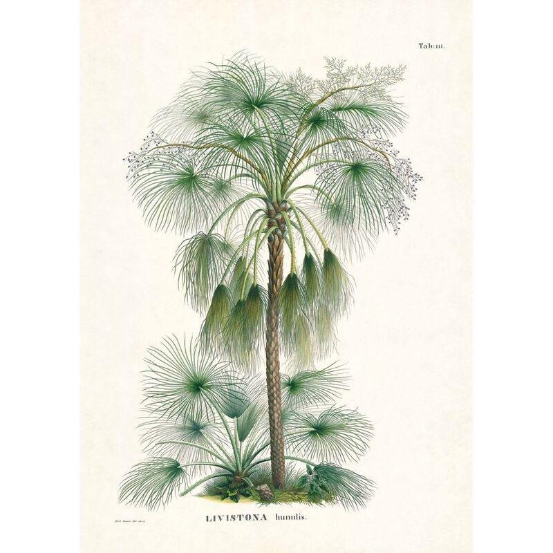 Martius. The Book of Palms | H. Walter Lack, , large image number 5