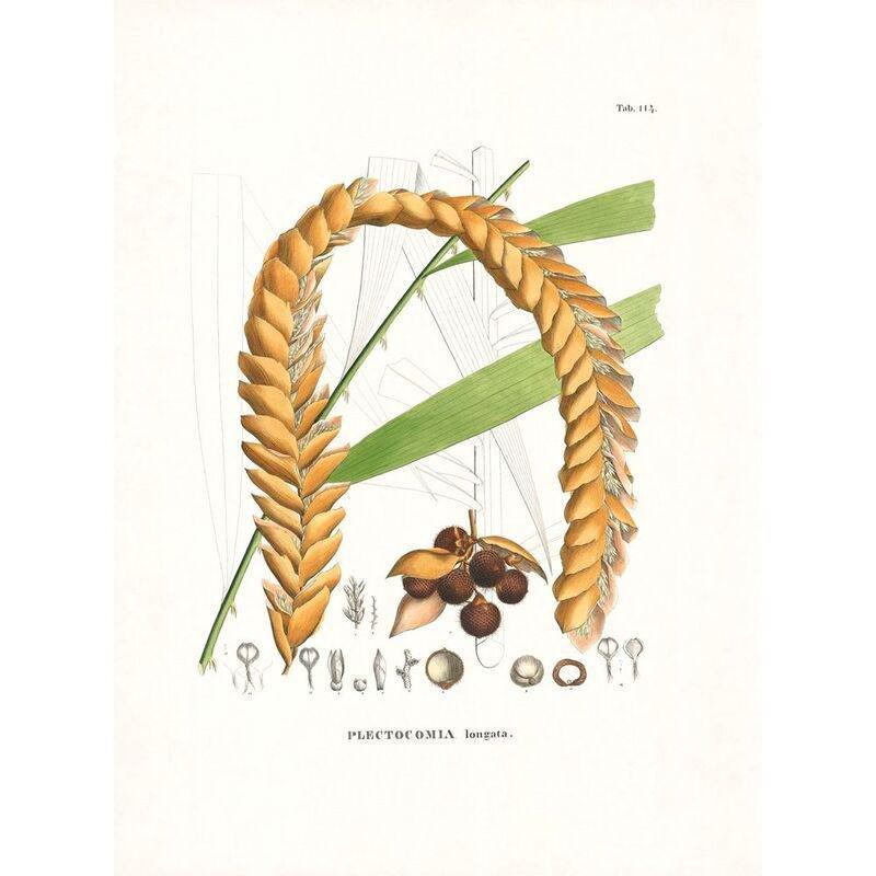 Martius. The Book of Palms | H. Walter Lack, , large image number 6