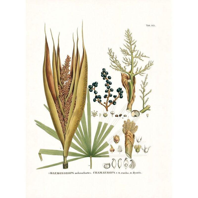 Martius. The Book of Palms | H. Walter Lack, , large image number 7