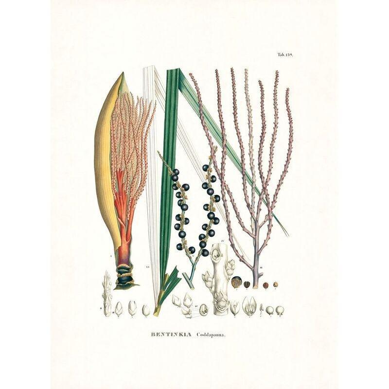 Martius. The Book of Palms | H. Walter Lack, , large image number 8