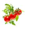 CLICK & GROW - Click & Grow Mini Tomato Refill (Pack of 3)