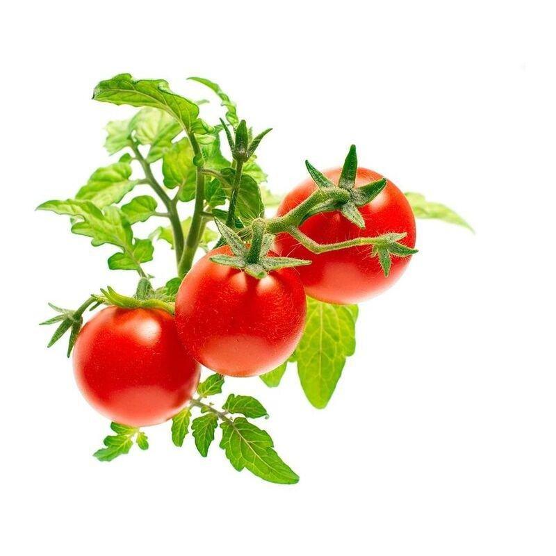 Click & Grow Mini Tomato Plant Pod (Pack of 3), , medium