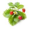CLICK & GROW - Click & Grow Wild Strawberry Refill (Pack Of 3)