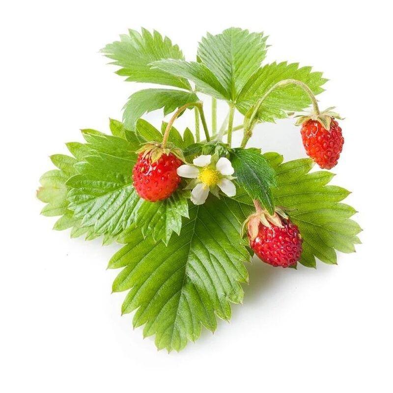 Click & Grow Wild Strawberry Refill (Pack Of 3), , large image number 1