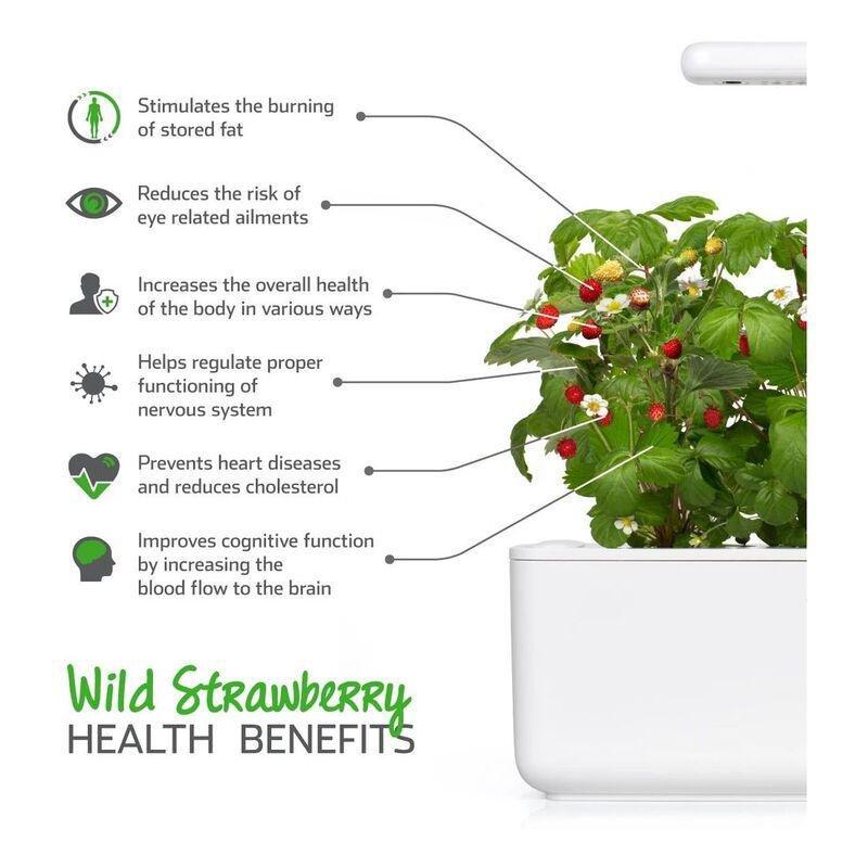 Click & Grow Wild Strawberry Refill (Pack Of 3), , large image number 2