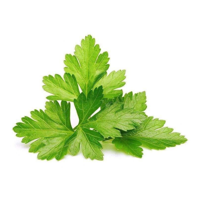 Click & Grow Coriander Refill (Pack of 3), , large image number 0