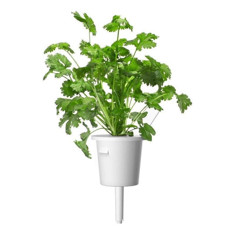 Click & Grow Coriander Refill (Pack of 3), , large image number 2