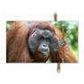 NATIVE BOND - Native Bond Orangutan Eco Bracelet