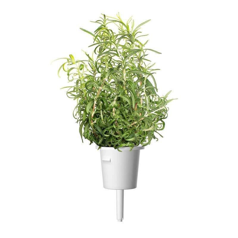 Click & Grow Rosemary Smart Garden refill (Pack 0f 3), , large image number 0