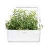 CLICK & GROW - Click & Grow Rosemary Smart Garden refill (Pack 0f 3)