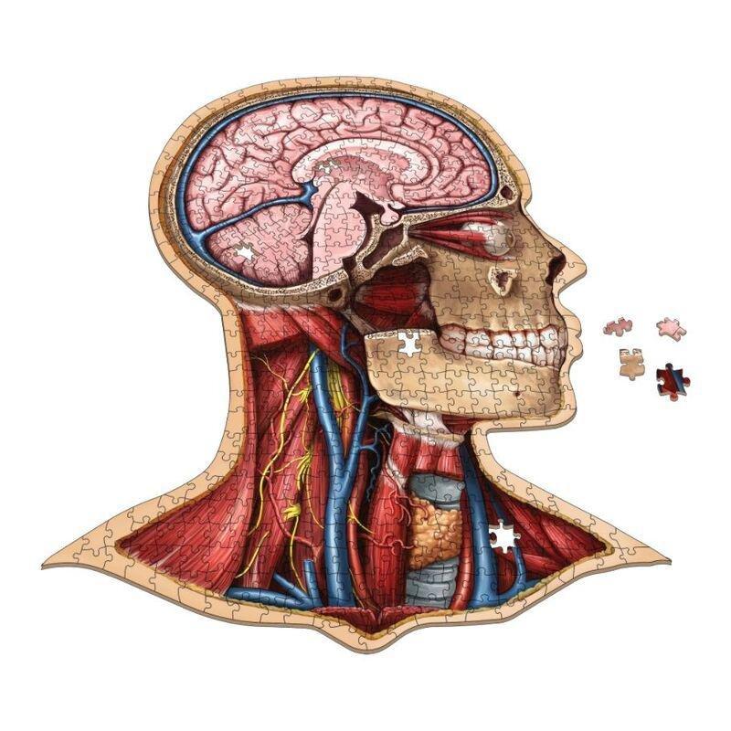 Genius Games Dr Livingston'S Anatomy The Human Head Jigsaw Puzzle (538 Pieces), , large image number 2