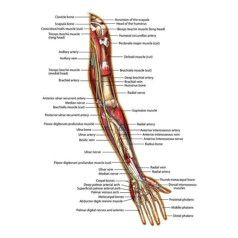 Genius Games Dr Livingston'S Anatomy The Human Left Arm Jigsaw Puzzle (472 Pieces), , large image number 1
