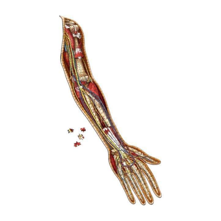 Genius Games Dr Livingston'S Anatomy The Human Left Arm Jigsaw Puzzle (472 Pieces), , large image number 2