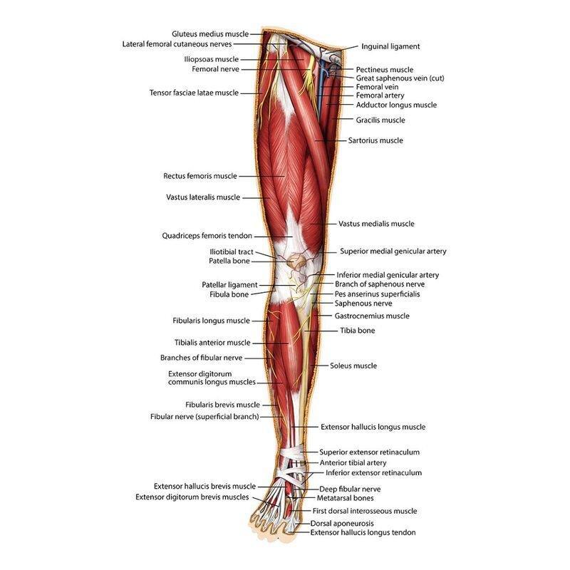 Genius Games Dr Livingston'S Anatomy The Right Leg Jigsaw (848 Pieces), , large image number 1