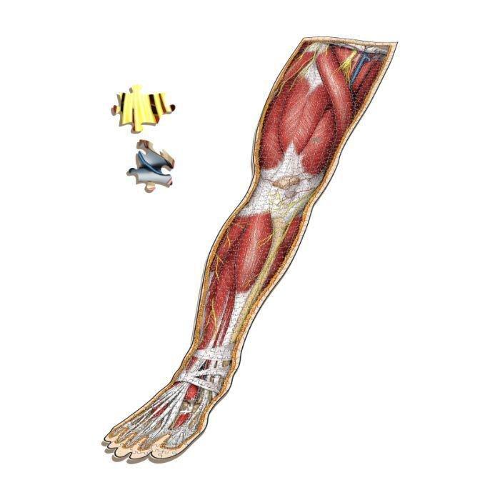 Genius Games Dr Livingston'S Anatomy The Right Leg Jigsaw (848 Pieces), , large image number 2