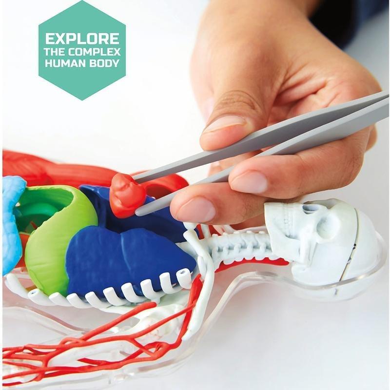 Discovery Mindblown 3D Human Anatomy 28-Piece Biology Model, , large image number 2