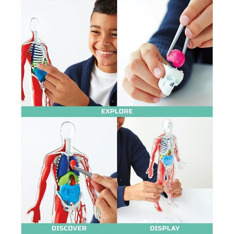 Discovery Mindblown 3D Human Anatomy 28-Piece Biology Model, , large image number 3