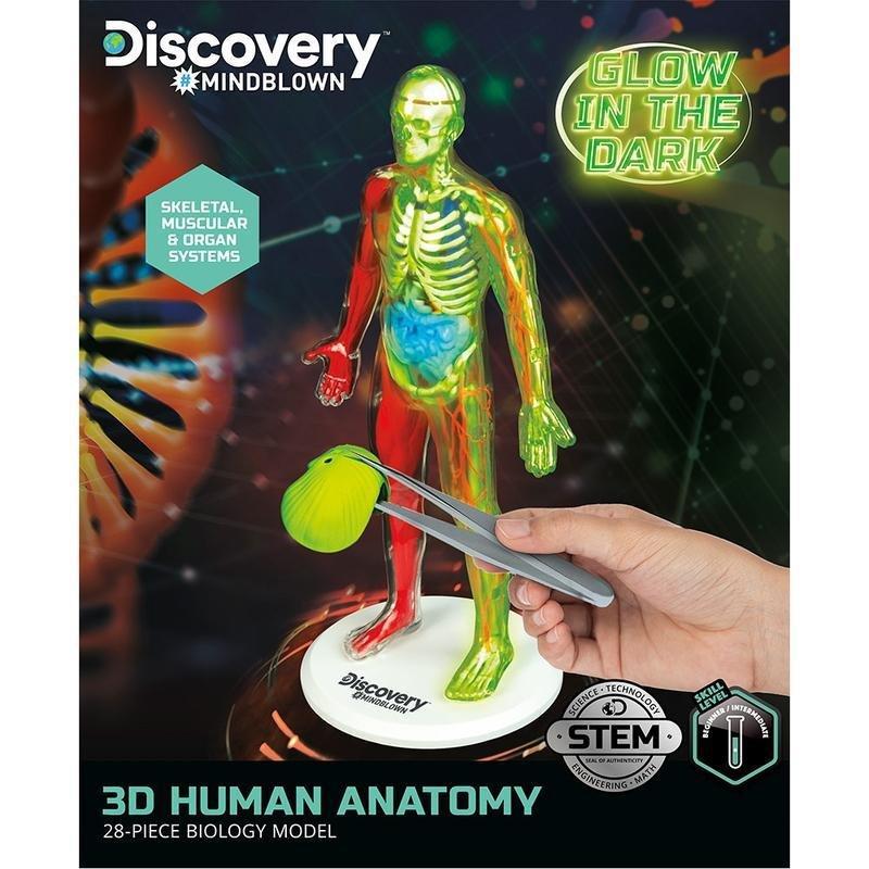 Discovery Mindblown 3D Human Anatomy 28-Piece Biology Model, , large image number 4